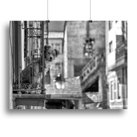 Street Dog Canvas Print or Poster (Type: Poster Print, size: 12" x 8" / 30cm x 20cm approx)